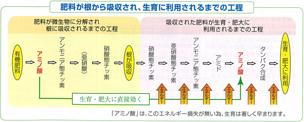 肥料が根から吸収され、生育に利用されるまでの工程