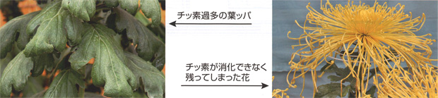 エヌトール_効果