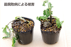 �c���s�a�ɂ���Q